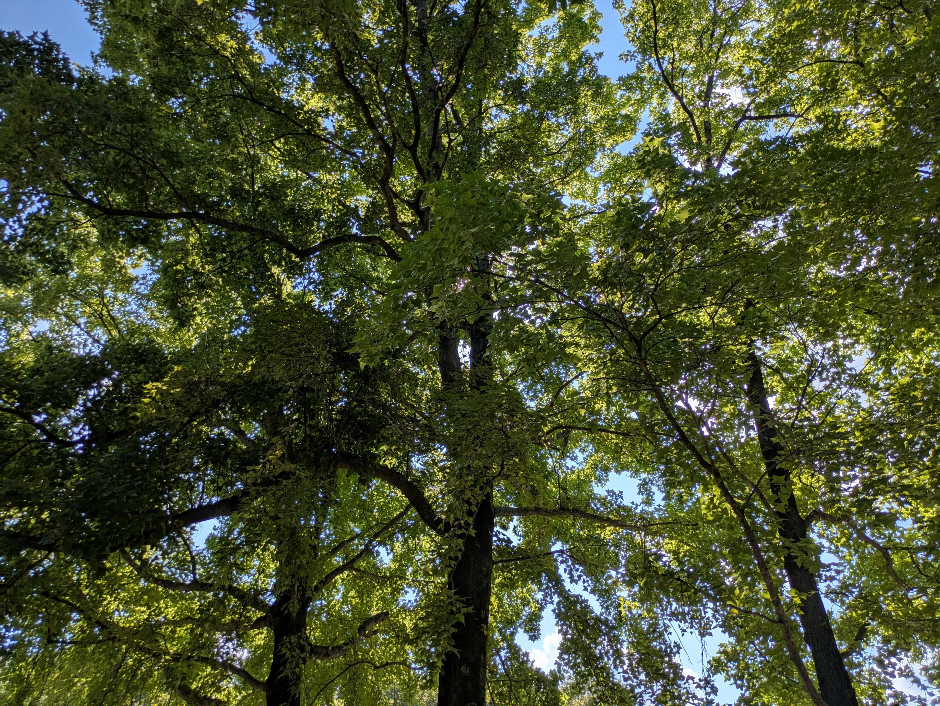 よく晴れた昼に生い茂る木々の木陰から見上げる