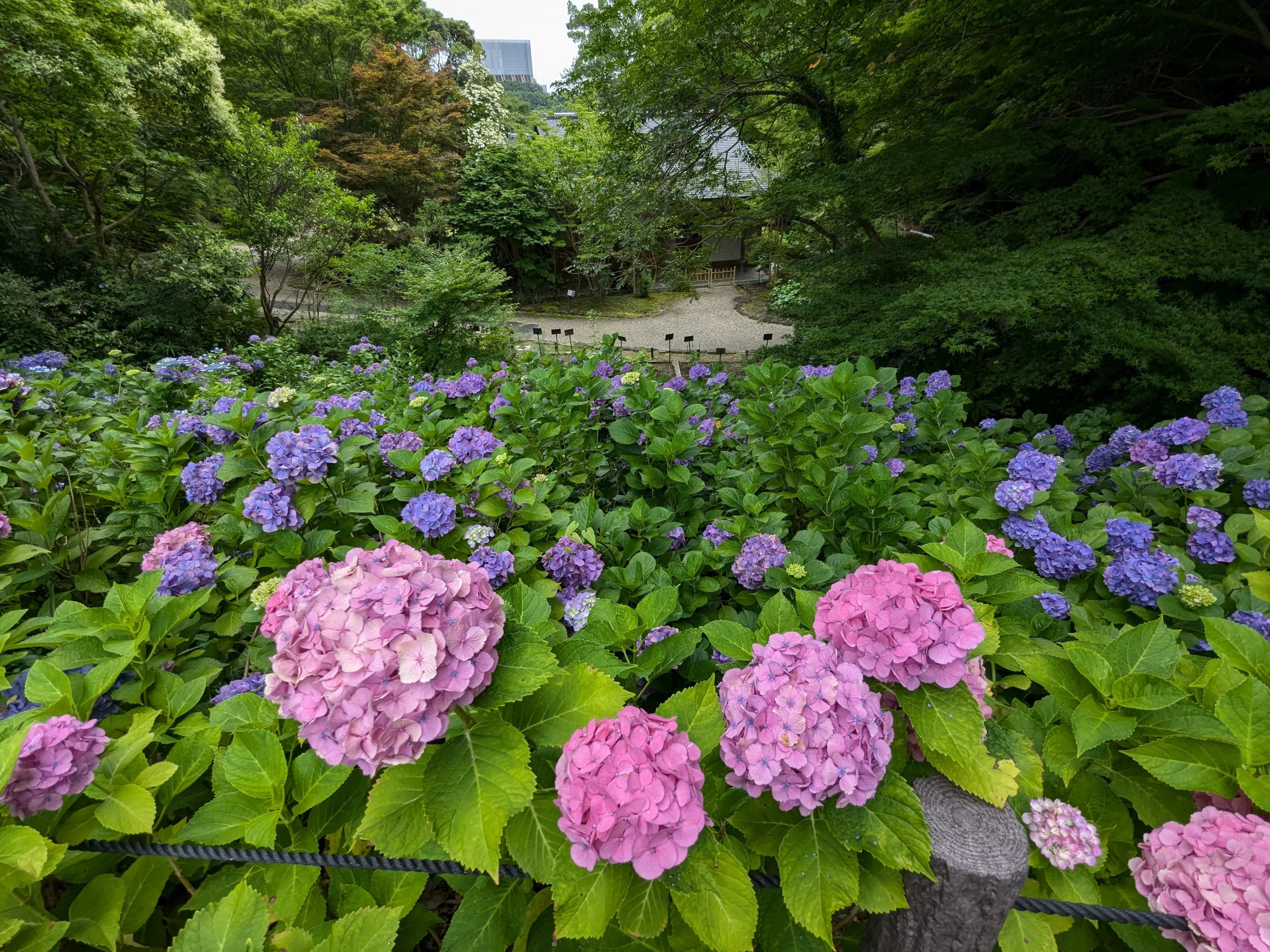 ピンクと紫色の紫陽花が眼の前に咲き誇り、奥に日本の古い家屋が見えます
